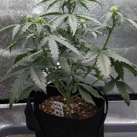 White Widow #2 growlog timeline photo