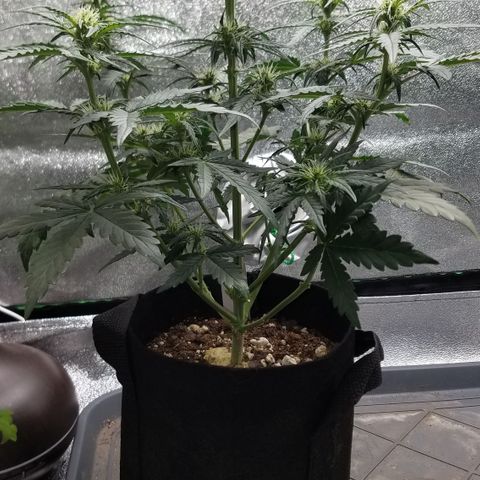White Widow #2 growlog timeline photo