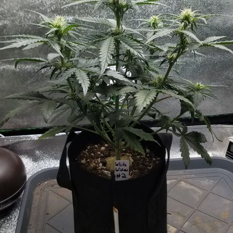 White Widow #2 growlog timeline photo