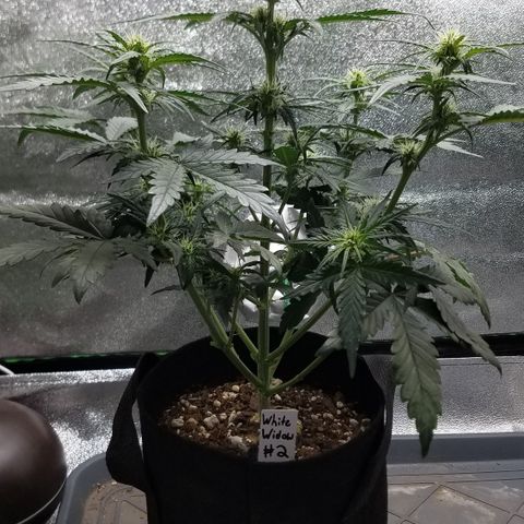 White Widow #2 growlog timeline photo