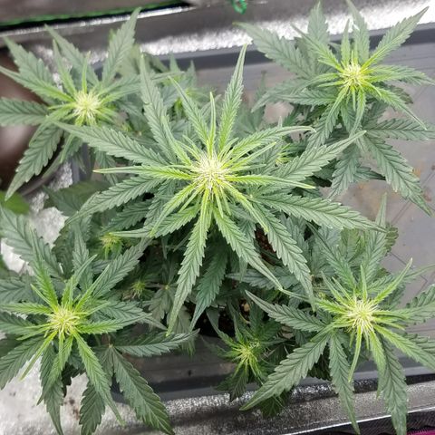 White Widow #2 growlog timeline photo
