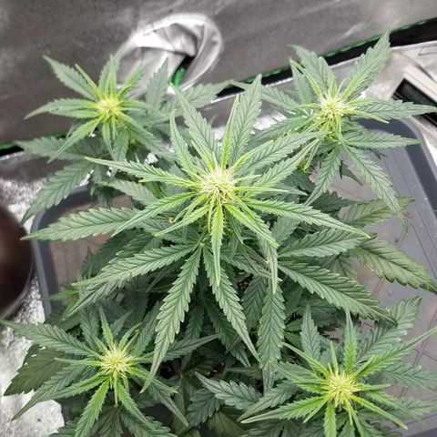 White Widow #2 growlog timeline photo