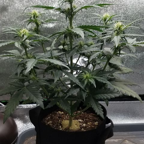 White Widow #2 growlog timeline photo