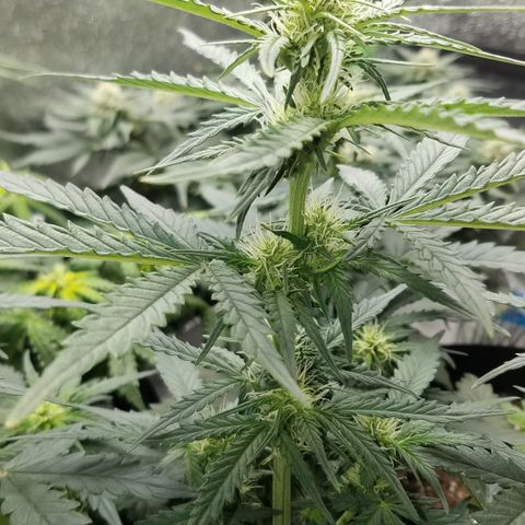 White Widow #2 growlog timeline photo