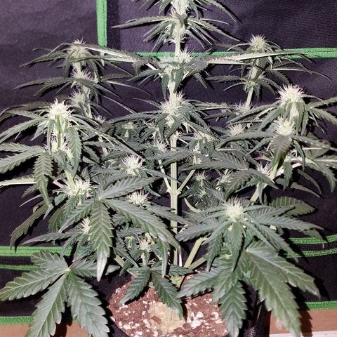 White Widow #2 growlog timeline photo