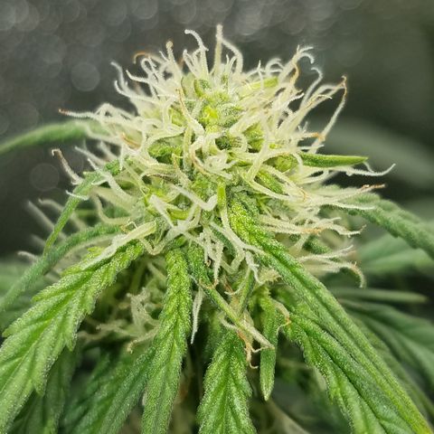 White Widow #2 growlog timeline photo