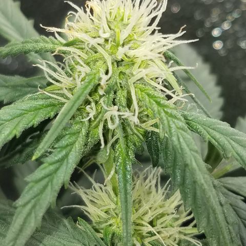 White Widow #2 growlog timeline photo