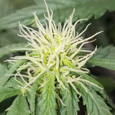 White Widow #2 growlog timeline photo