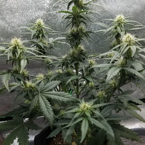 White Widow #2 growlog timeline photo