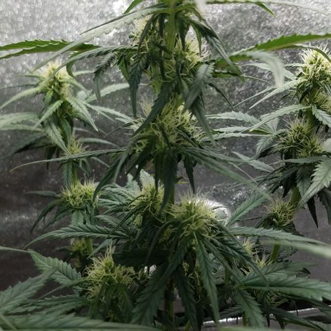White Widow #2 growlog timeline photo