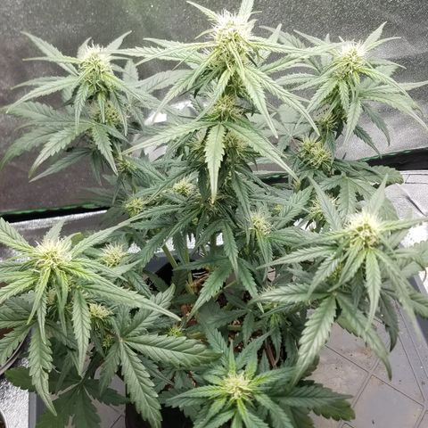 White Widow #2 growlog timeline photo