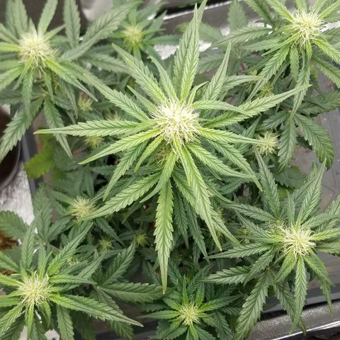 White Widow #2 growlog timeline photo