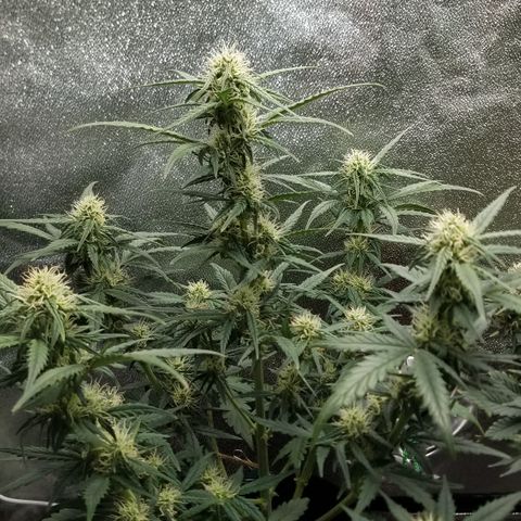 White Widow #2 growlog timeline photo