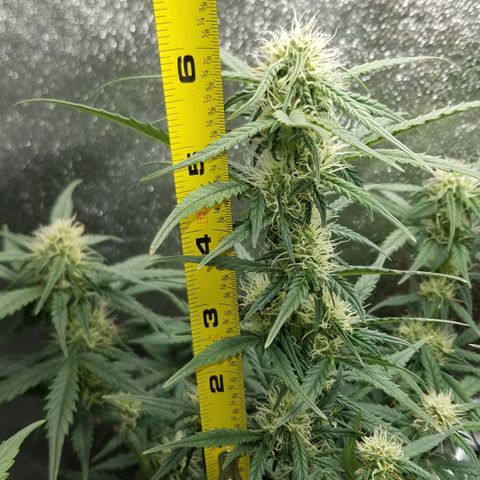 White Widow #2 growlog timeline photo