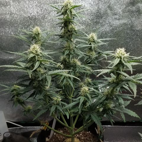 White Widow #2 growlog timeline photo