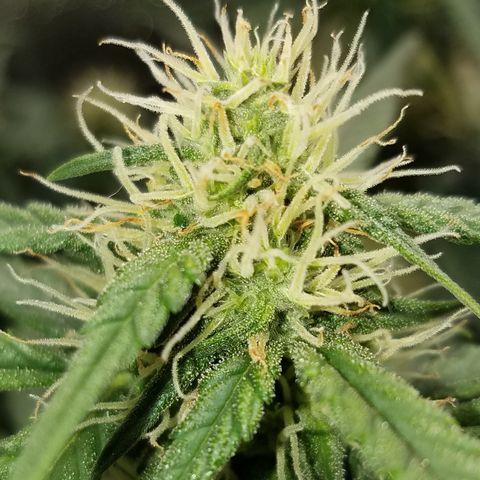 White Widow #2 growlog timeline photo