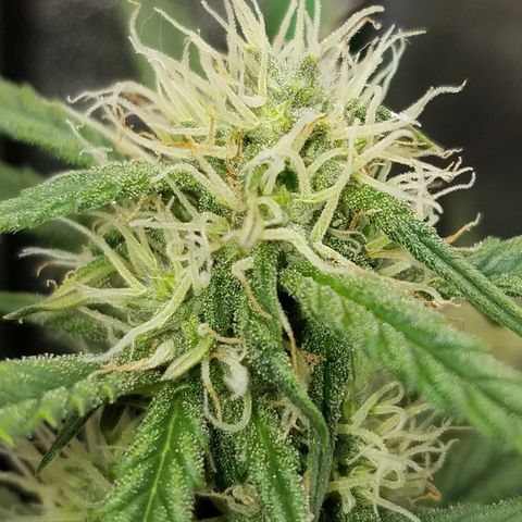 White Widow #2 growlog timeline photo