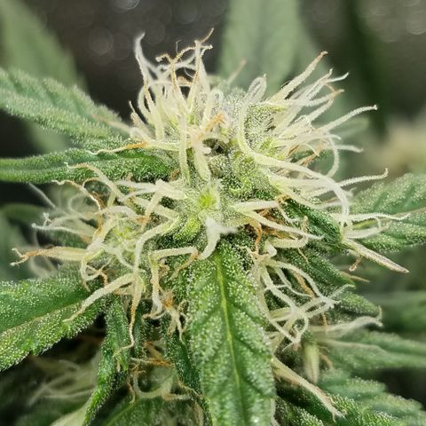 White Widow #2 growlog timeline photo