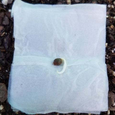 Cherry CBD growlog photo