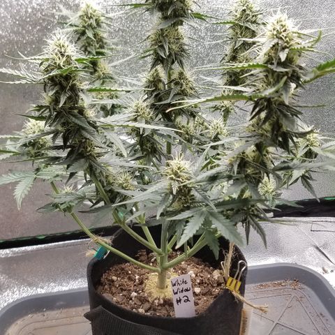 White Widow #2 growlog timeline photo