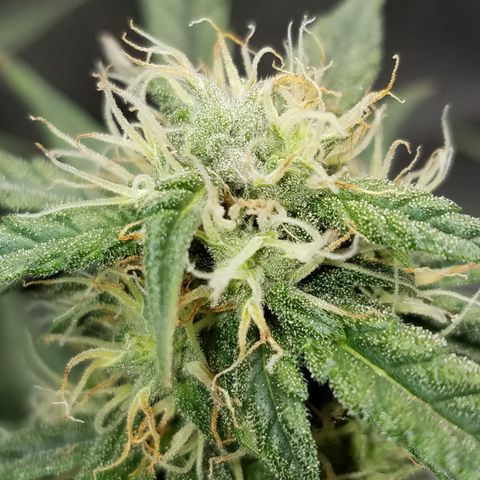White Widow #2 growlog timeline photo