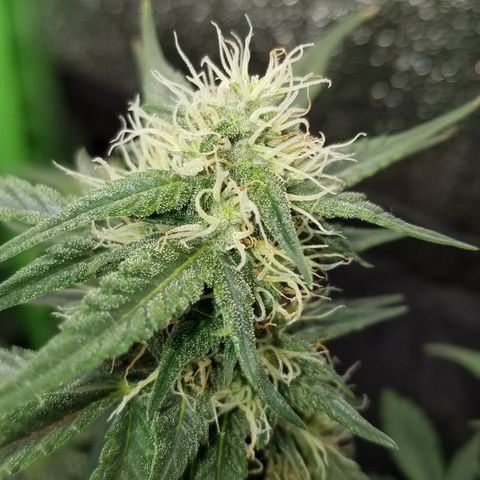White Widow #2 growlog timeline photo