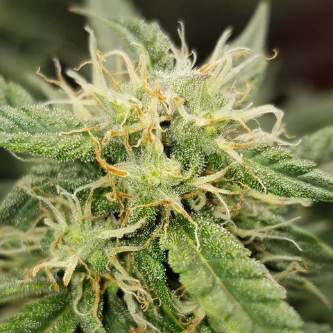 White Widow #2 growlog timeline photo