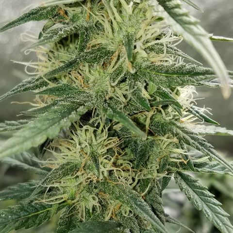 White Widow #2 growlog timeline photo