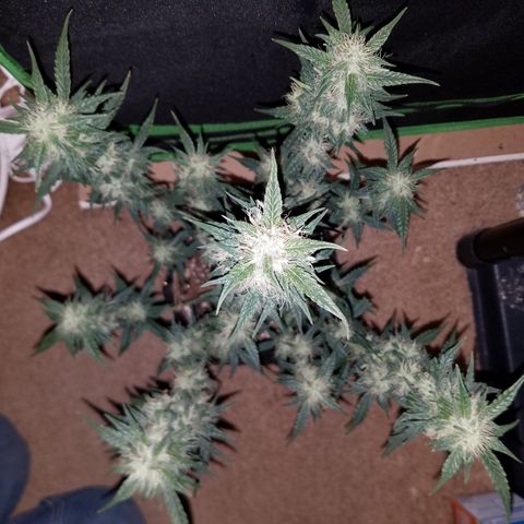 White Widow #2 growlog timeline photo