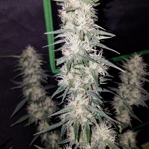 White Widow #2 growlog timeline photo
