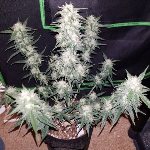 White Widow #2 growlog timeline photo