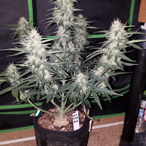 White Widow #2 growlog timeline photo