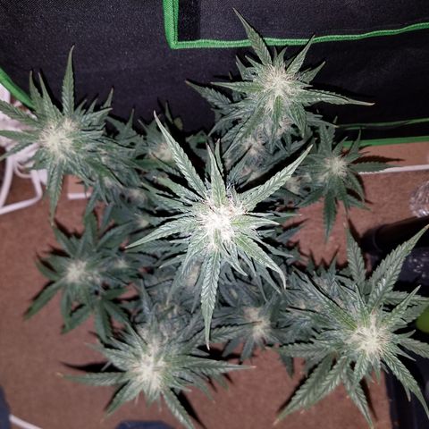 White Widow #2 growlog timeline photo