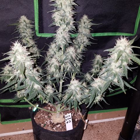 White Widow #2 growlog timeline photo