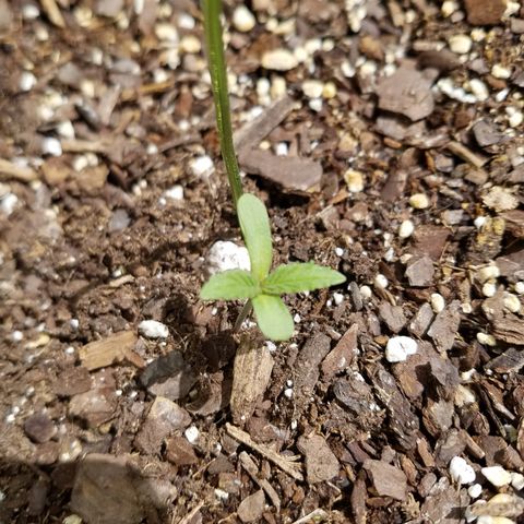 Cherry CBD growlog photo