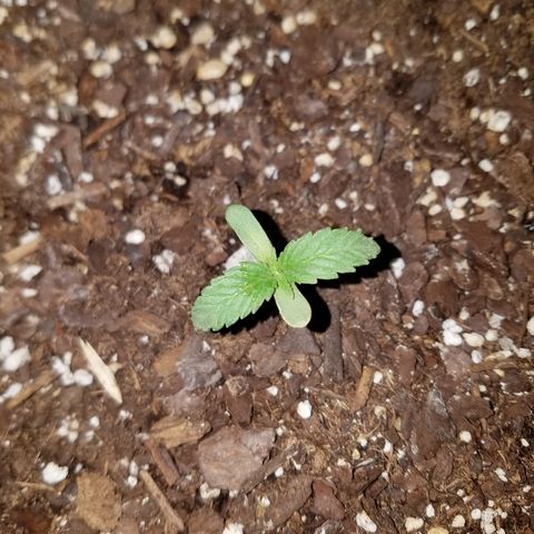 Cherry CBD growlog photo