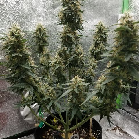 White Widow #2 growlog timeline photo