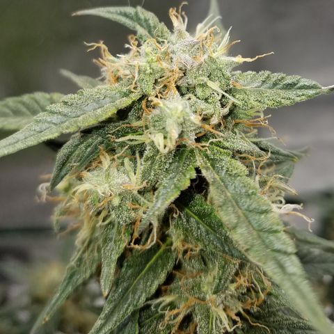 White Widow #2 growlog timeline photo