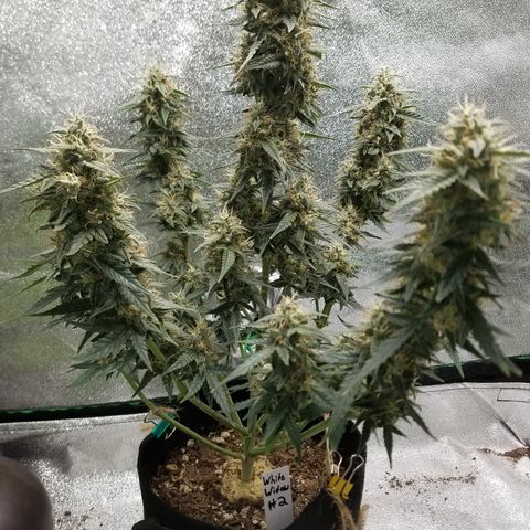 White Widow #2 growlog timeline photo