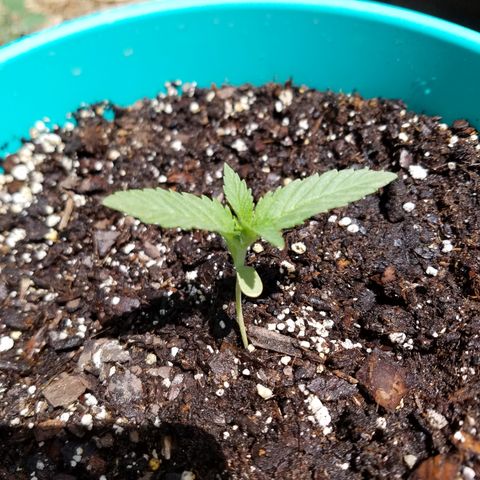 Cherry CBD growlog photo