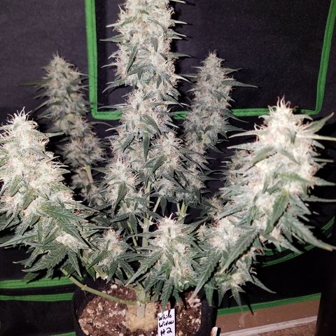 White Widow #2 growlog timeline photo