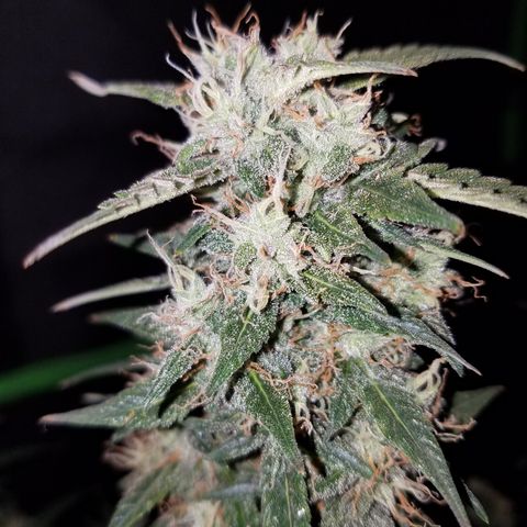 White Widow #2 growlog timeline photo