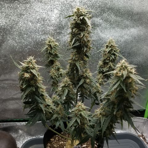 White Widow #2 growlog timeline photo