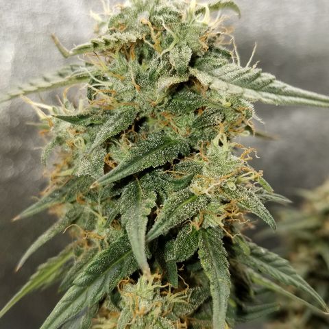 White Widow #2 growlog timeline photo