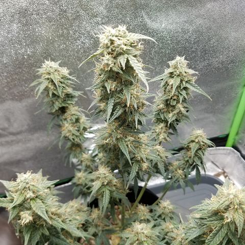 White Widow #2 growlog timeline photo