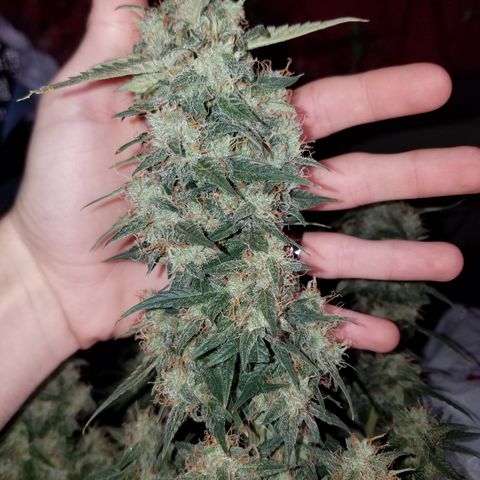 White Widow #2 growlog timeline photo