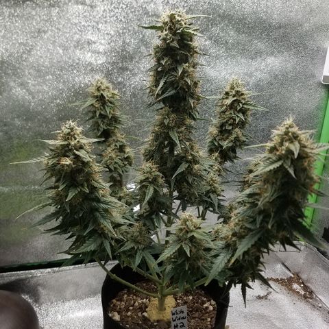 White Widow #2 growlog timeline photo
