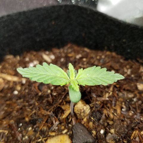 Strawberry Cough × Super Lemon Haze  growlog photo