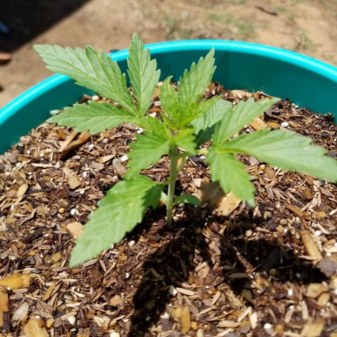 Cherry CBD growlog timeline photo