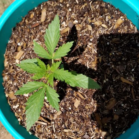 Cherry CBD growlog photo